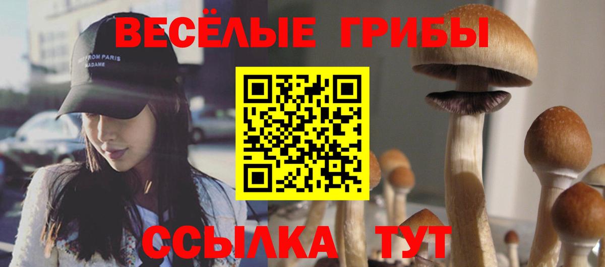 Псилоцибиновые грибы Psilocybe Тула